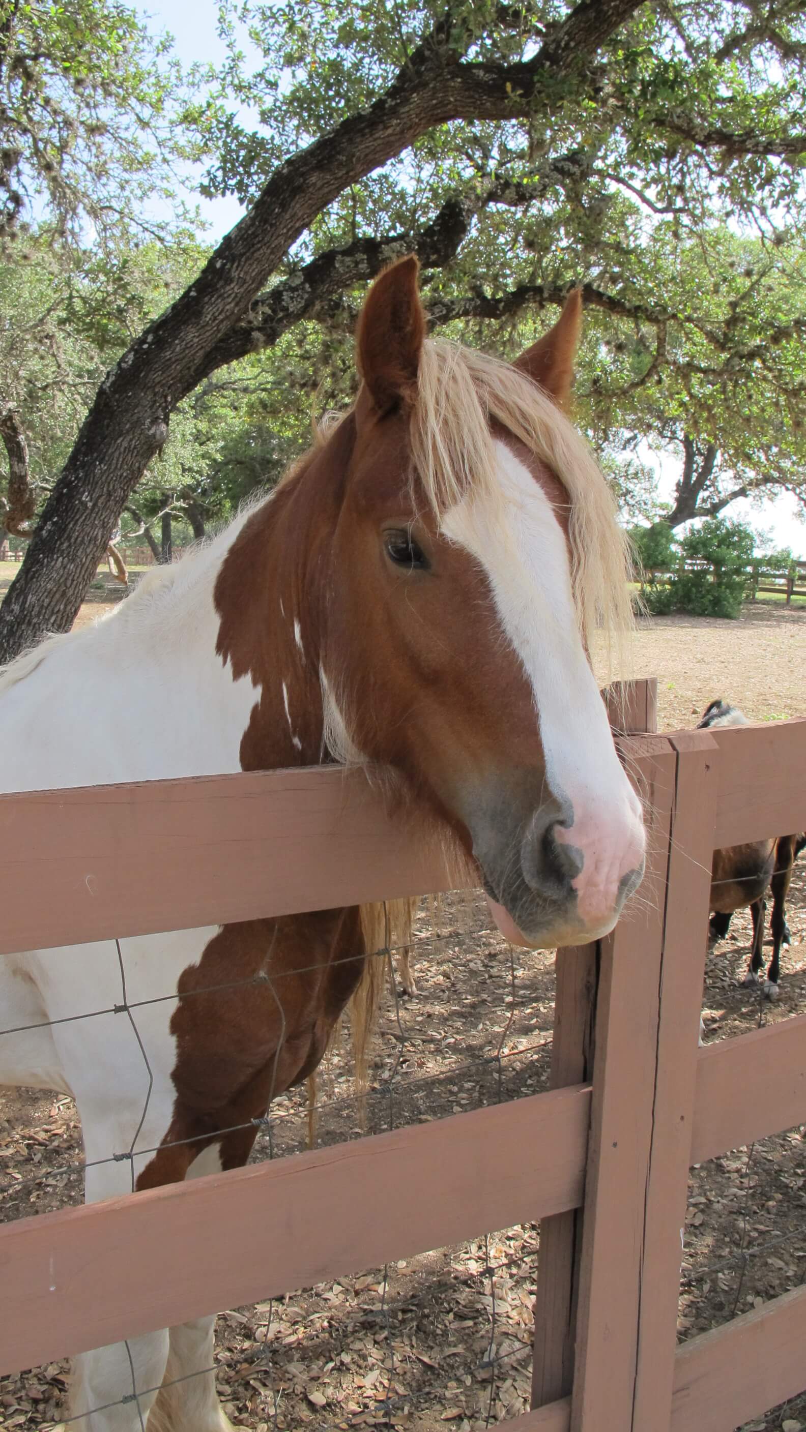 TX Hill Country Horse