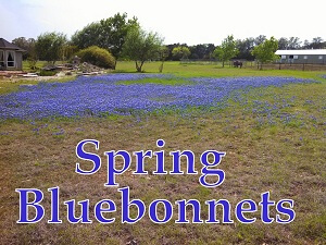 Bluebonnets at 751 Silver Creek Dr Leander Texas 78664